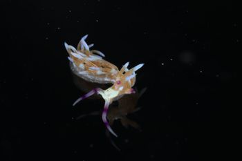 Media type: image;   Malacology 393738 Description: live specimen;